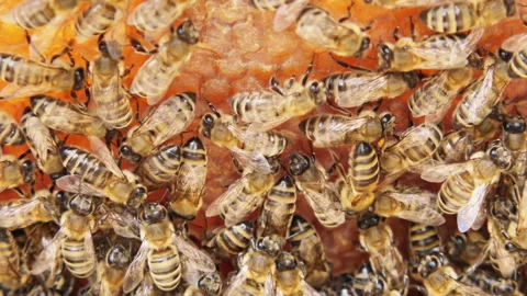 Busy Bees, Close Up View Of The Working Bees On Honeycomb. Stock Footage 197587417