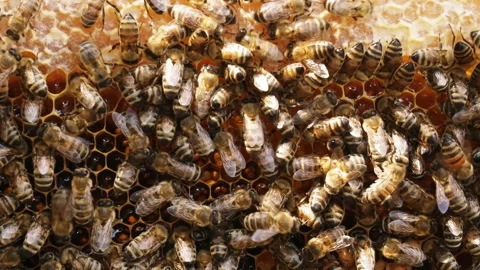 Busy Bees, Close Up View Of The Working Bees On Honeycomb. Stock Footage 202300663