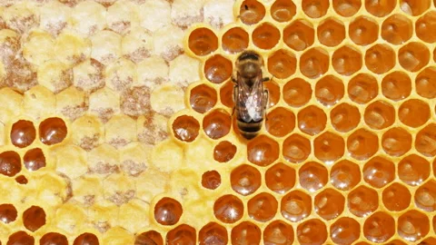 Busy Bees, Close Up View Of The Working Bees On Honeycomb. Stock Footage 202301048