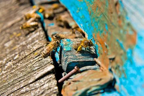Busy bees, close up view of the working bees. Stock Photos