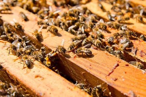 Busy bees, close up view of the working bees on honeycomb. Stock Photos