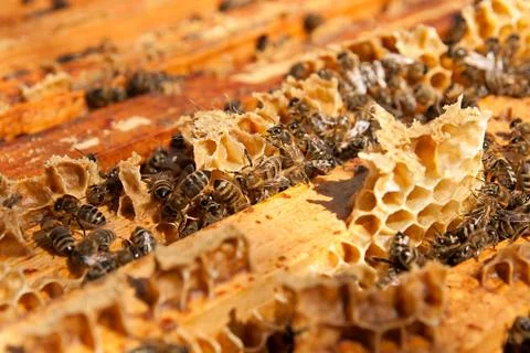 Busy bees, close up view of the working bees on honeycomb. Stock Photos