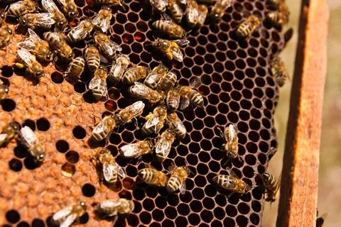 Busy bees, close up view of the working bees on honeycomb. Stock Photos