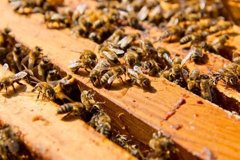 Busy bees, close up view of the working bees on honeycomb. Stock Photos