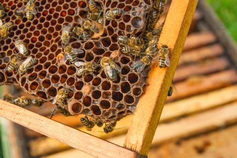 Busy bees, close up view of the working bees on honeycomb. Stock Photos
