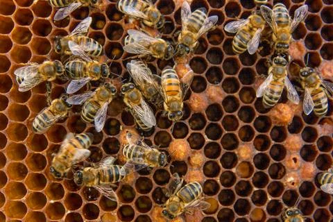 Busy bees, close up view of the working bees on honeycomb. Stock Photos