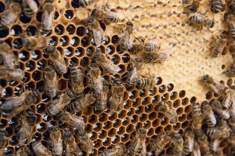 Busy bees, close up view of the working bees on honeycomb. . Stock Photos
