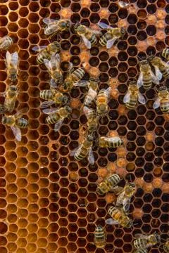 Busy bees, close up view of the working bees on honeycomb. Stock Photos