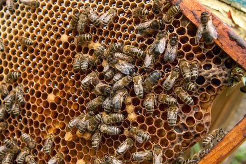 Busy bees, close up view of the working bees on honeycomb. . Stock Photos