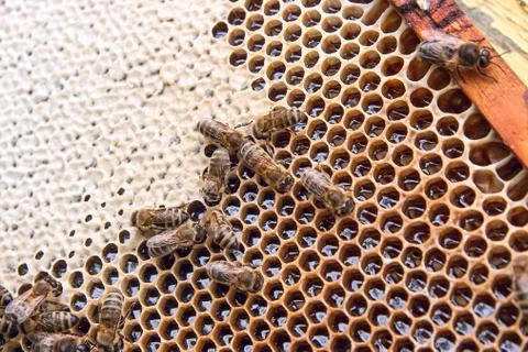 Busy bees, close up view of the working bees on honeycomb. . Stock Photos
