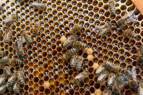 Busy bees, close up view of the working bees on honeycomb. . Stock Photos
