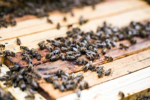 Busy bees, close up view of the working bees on honeycomb. Bees close up sh.. Stock Photos