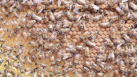Busy bees on a comb Stock Footage 109618872