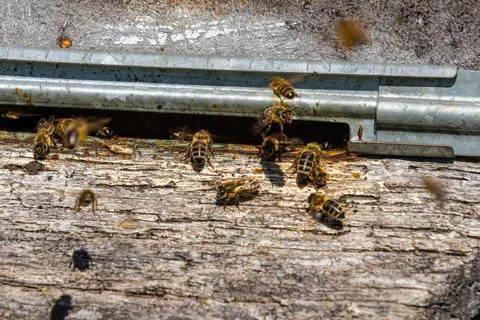 Busy bees enter and exit beehive on a sunny day showcasing their vital role.. Stock Photos