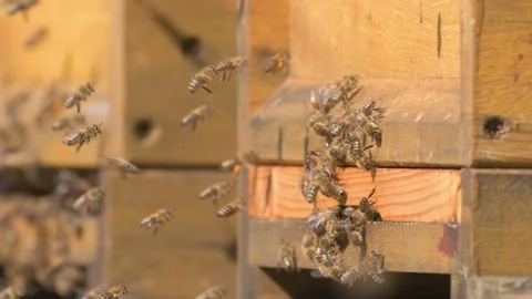 Busy bees flying in and out of wooden beeyard on sunny day in slow motion Stock Footage 201129503