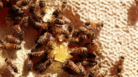 Busy bees Stock-Footage 21244050