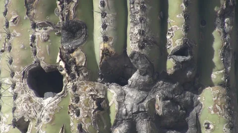 Busy bees Stock Footage 37919134