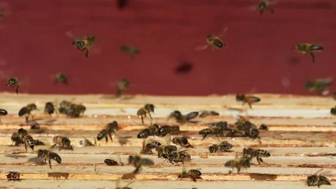 Busy bees Stock Footage 80240307