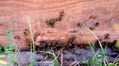 Busy Bees Stock Footage 340649608