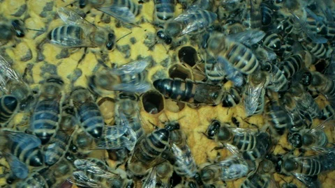 Busy bees inside the hive with open and sealed cells for sweet honey Stock Footage 115707356