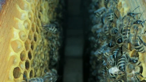 Busy bees inside the hive with open and sealed cells for sweet honey Stock-Footage 115708471