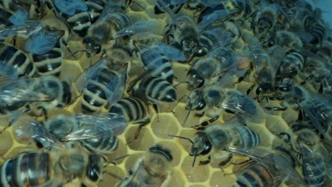 Busy bees inside the hive with open and sealed cells for sweet honey Видео 115708670