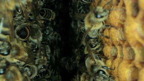 Busy bees inside the hive with open and sealed cells for sweet honey Stock Footage 115709199