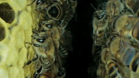 Busy bees inside the hive with open and sealed cells for sweet honey Видео 115709991