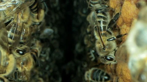 Busy bees inside the hive with open and sealed cells for sweet honey 動画素材 115710556