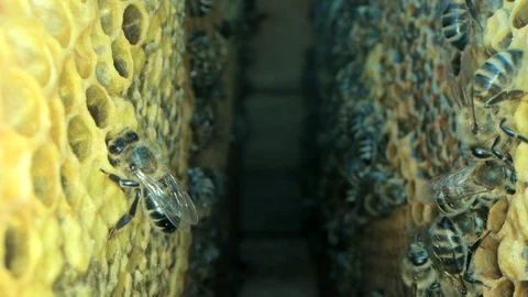 Busy bees inside the hive with open and sealed cells for sweet honey 스톡 동영상 115711010
