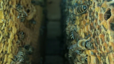 Busy bees inside the hive with open and sealed cells for sweet honey 스톡 동영상 115711334