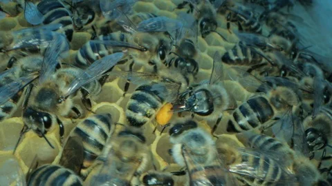 Busy bees inside the hive with open and sealed cells for sweet honey 스톡 동영상 115713325