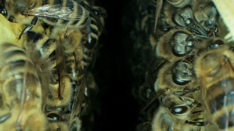Busy bees inside the hive with open and sealed cells for sweet honey 動画素材 115714409