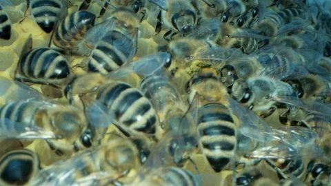 Busy bees inside the hive with open and sealed cells for sweet honey Stock Footage 115714581