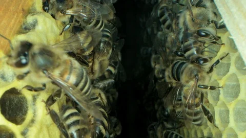 Busy bees inside the hive with open and sealed cells for sweet honey Stock-Footage 115715141