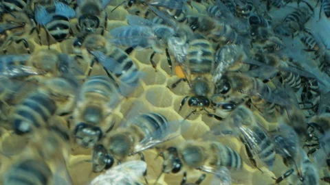 Busy bees inside the hive with open and sealed cells for sweet honey 스톡 동영상 115715646
