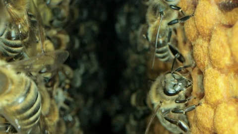 Busy bees inside the hive with open and sealed cells for sweet honey Stock Footage 115716943