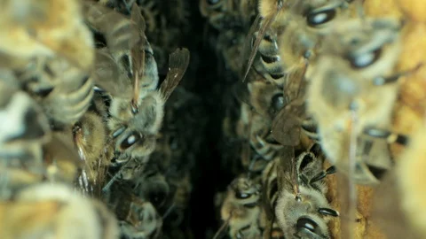 Busy bees inside the hive with open and sealed cells for sweet honey Stock-Footage 115717853