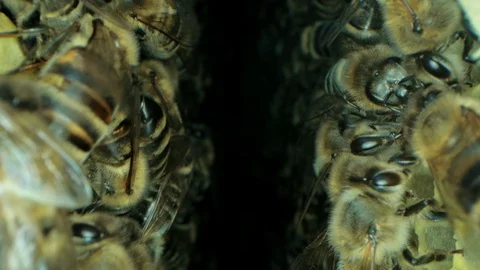 Busy bees inside the hive with open and sealed cells for sweet honey 動画素材 115718317