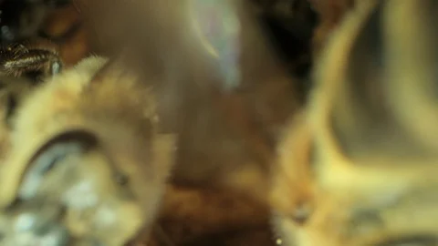 Busy bees inside the hive with open and sealed cells for sweet honey Stock-Footage 115728560