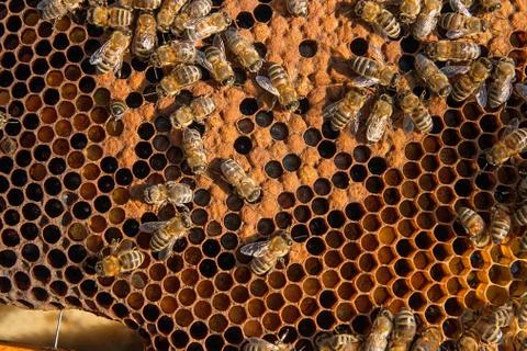 Busy bees inside hive with sealed cells for their young. Stock Photos