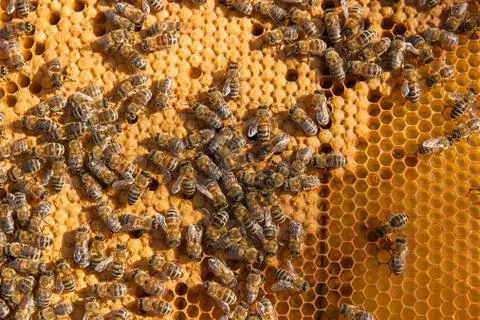 Busy bees inside hive with sealed cells for their young. Stock Photos