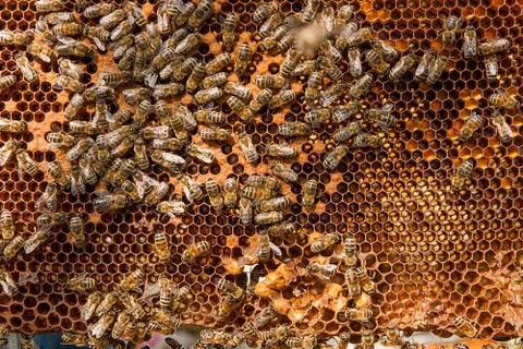 Busy bees inside hive with sealed cells for their young. Stock Photos