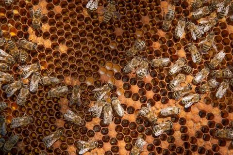 Busy bees inside hive with sealed cells for their young. Stock Photos
