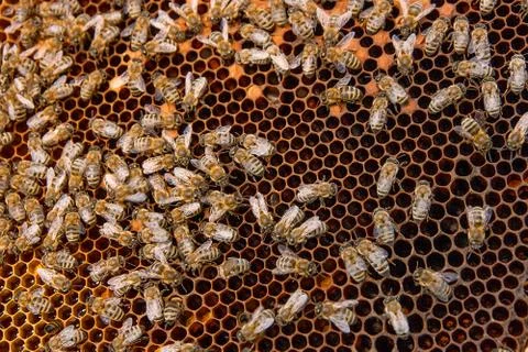 Busy bees inside hive with sealed cells for their young. Stock Photos