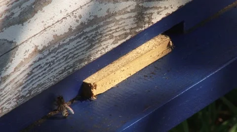 Busy bees making honey Stock Footage 56709213