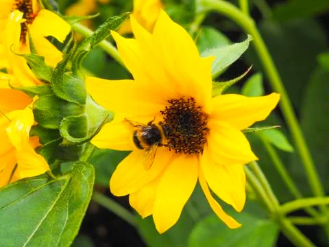 Busy bees Stock Photos