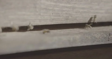 Busy bees in their beehive Stock Footage 220576596