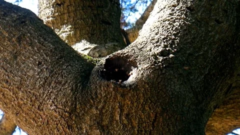 Busy Bees in a Tree! Stock Footage 283005575