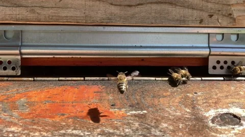 Busy bees, view of worker bees. Beehive Bees come out of the hive. Stock Footage 209219996